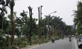 Hàng cây hoa sữa trên phố Trích Sài. Ảnh: Nguyễn Dương