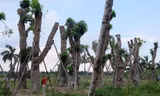 Cây xanh được ươm tại vườn trước khi được trồng trên phố. Ảnh minh họa