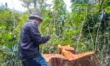 Vụ khai thác gỗ khủng trong rừng phòng hộ ở Bình Định: Có dấu hiệu tội phạm