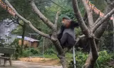 Phú Yên: 3 cá thể voọc chà vá chân xám quý hiếm vào cư trú trong...chùa