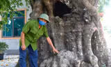 Cây thị 500 tuổi và chuyện ly kỳ về bảo vật dòng họ ở Hà Tĩnh