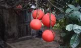 Thị trường 1/1: Thu tiền triệu mỗi ngày nhờ dọn nhà thuê, bưởi vỏ đỏ như son cháy hàng