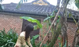 Buồng chuối 200 nải ở khu vườn nhà cổ triệu đô