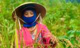 Mùa lên nương tuốt “ngọc trời” ở vùng cao Quảng Ngãi. Ảnh: Nguyễn Ngọc