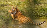 Độc đáo safari ở Long An, cách TPHCM 45 km 