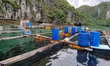 Hải Phòng gia hạn chót tháo dỡ cơ sở nuôi trồng thủy sản ở Cát Bà 