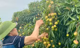 Xúc tiến xuất khẩu vải chín sớm ở Hưng Yên 