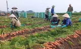 Hải Dương đề nghị các địa phương hỗ trợ tiêu thụ nông sản cho người dân