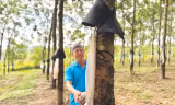 Với những thành công trong việc làm giàu từ cây cao su, ông Kiệt đã được công nhận là nông dân Việt Nam xuất sắc 2024