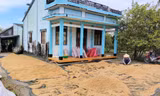 Vụ bất thường đấu thầu mua lúa giống, phân bón: Kiểm điểm trách nhiệm chủ tịch huyện