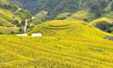  Rực rỡ Mù Cang Chải mùa lúa chín