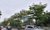 Công ty Công viên Cây xanh Hà Nội vừa thay thế hàng phong lá đỏ bằng bàng lá nhỏ trên phố Nguyễn Chí Thanh vào tháng 4/2021
