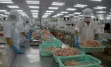 Giá cá tra thấp nhất trong 10 năm qua