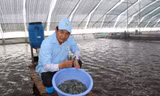 Xuất khẩu tôm sang Trung Quốc tăng mạnh nhất trong 5 năm qua