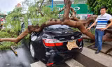 Cần Thơ mưa gió khủng khiếp, cây xanh đổ trúng 'xế sang' 