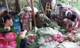 'Chặt chém' ở đầm sen Hồ Tây