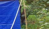 Xác định được danh tính người đàn ông tử vong trong tư thế treo cổ trên cây 