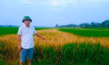 Lão nông 'chết lặng' vì ruộng lúa đang trổ bông bị chết cháy nghi do phá hoại