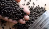 Lý do giá 'vàng đen' liên tục tăng mạnh
