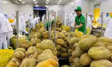 Siết chặt việc kiểm tra mã số vùng trồng sầu riêng xuất khẩu sang Trung Quốc