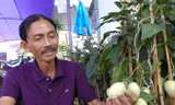 Ông Tiếp bên vườn dưa hấu độc lạ của mình 