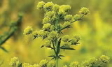 Cây ngải cứu ngọt - sweet wormwood