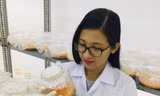 Chị Nguyễn Thị Lý trong phòng nghiên cứu nấm đông trùng hạ thảo 