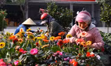 Hoa Tết tăng giá vùn vụt 