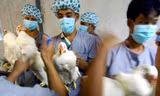 Virus cúm gia cầm H5N1 có dấu hiệu biến đổi, chuyên gia cảnh báo về đại dịch