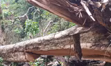 Một cây giáng hương bị lâm tặc cắt hạ ở rừng Kbang.