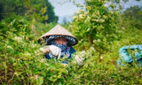 Thanh niên khởi nghiệp với cỏ cây bên dãy Bái Đính