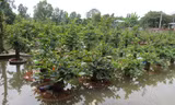 Hàng nghìn gốc mai của người dân bị nước nhấn chìm.