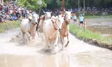 Hội đua bò Bảy núi mừng lễ Sen Dolta của đồng bào Khmer có gì độc đáo?