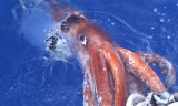 Mực khổng lồ nước sâu, hiện thân của quái thú Kraken