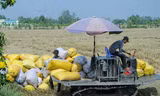 Biện pháp mạnh xử lý nạn 'bỏ kèo', phá giá lúa gạo 