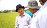 Khoảng 1.000 ha lúa ở Sóc Trăng bị ảnh hưởng do khô hạn, xâm nhập mặn