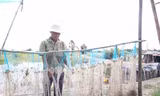 Người dân Long An ngóng chờ con nước nổi