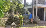 Cây bật gốc đè chết người trong công viên ở Nghệ An