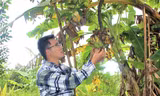 Anh Công để nhành chuối làm thức ăn cho chim, sóc