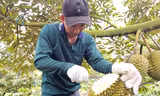 Hai đơn vị 'truy' chất cấm trong sầu riêng 