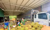 Huyện Krông Pắc được mệnh danh là thủ phủ sầu riêng của Đắk Lắk