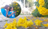 Hoa chuông vàng khoe sắc, đường phố Bình Dương đẹp như tranh