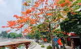 Hoa bằng lăng, phượng vĩ nở rộ khắp phố phường Hà Nội