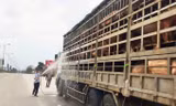 Nghệ An xuất hiện ổ dịch tả lợn Châu Phi