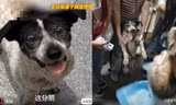 Video chú chó giải cứu bé mèo bị mắc kẹt trong đống đất đá gây xúc động