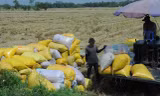 Tìm cách giảm phát thải lương thực ở vựa lúa Đồng bằng sông Cửu Long