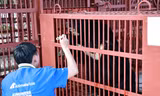 Cứu hộ ba cá thể gấu ngựa tại Hà Nội đưa về Huế chăm sóc