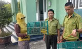 Xử lý nạn mua bán chim hoang dã làm vật phóng sinh dịp lễ Vu lan