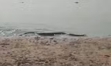 Thót tim thấy trăn anaconda bò lên từ dưới nước
