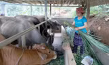 Yên Bái: Chú trọng công tác giảm nghèo đảm bảo, thực chất và bền vững